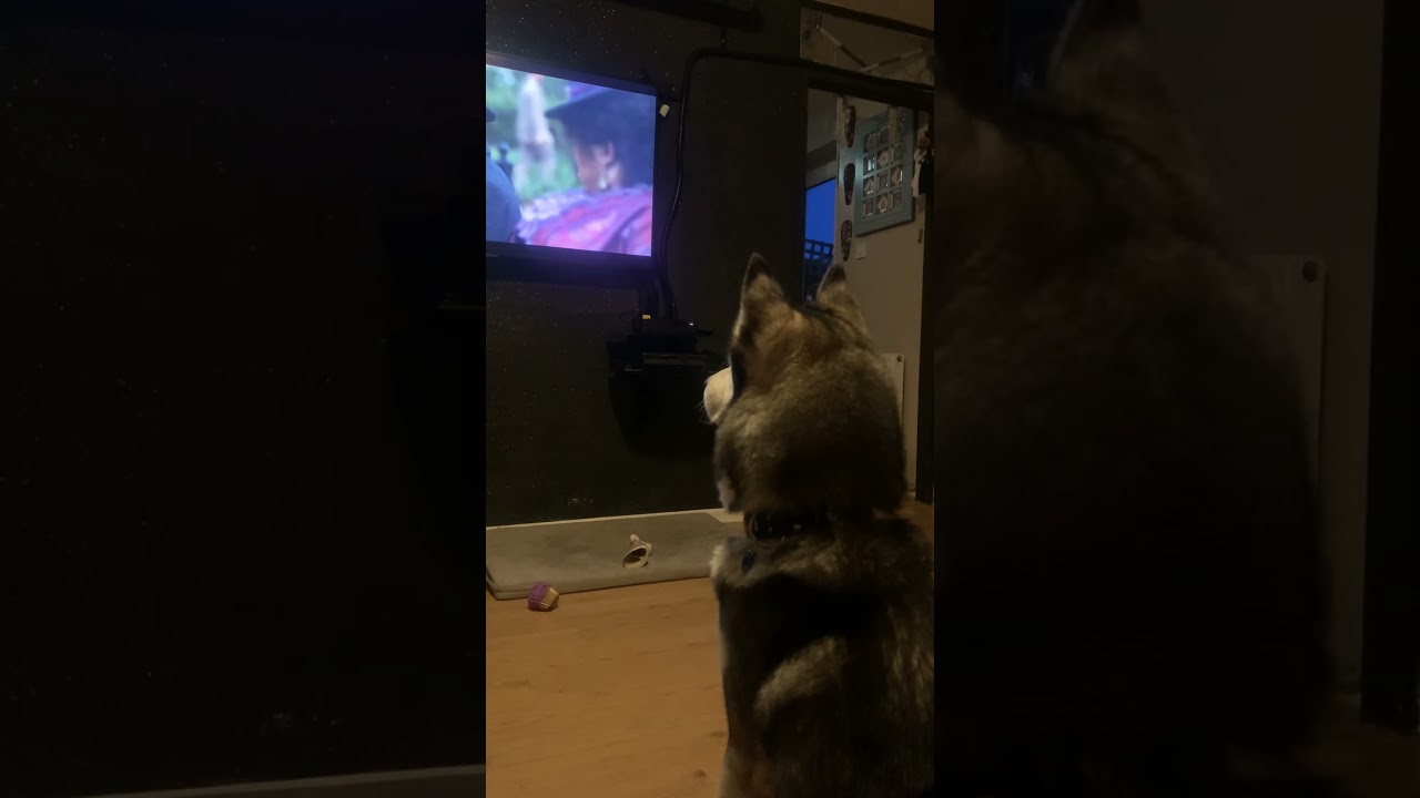 Husky watches tv