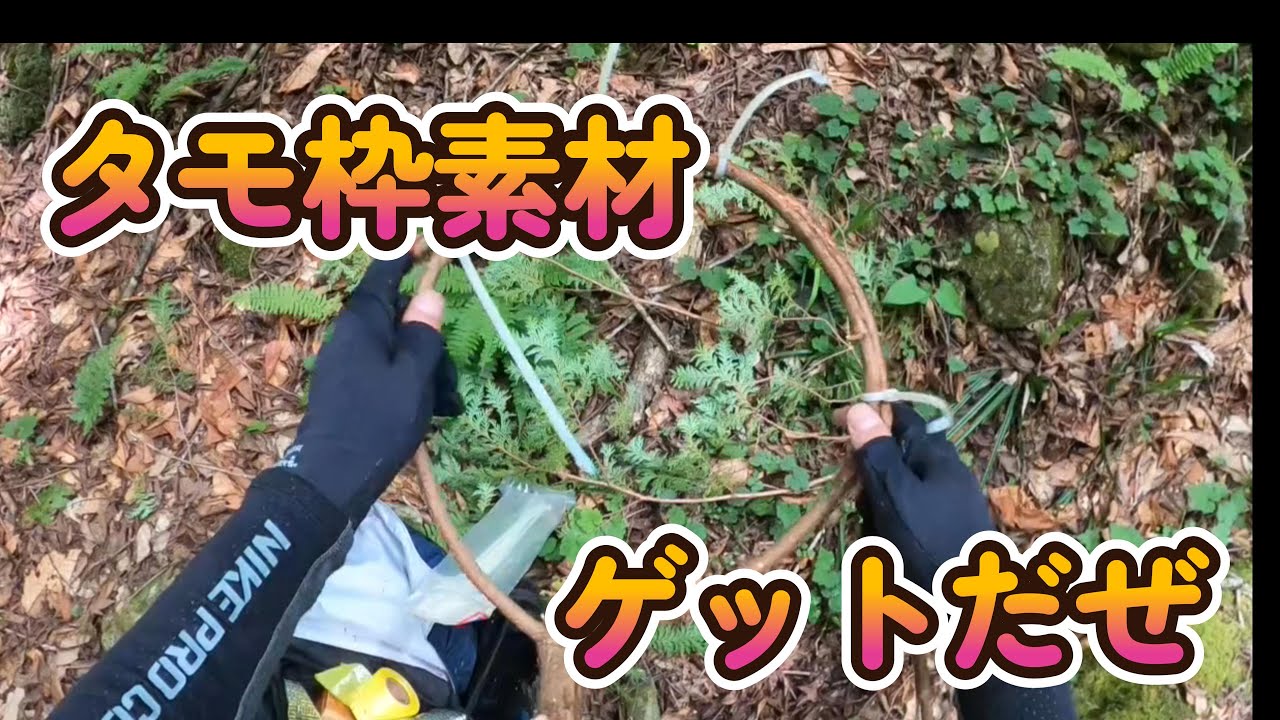 初夏の渓流でタモ枠素材をゲット！