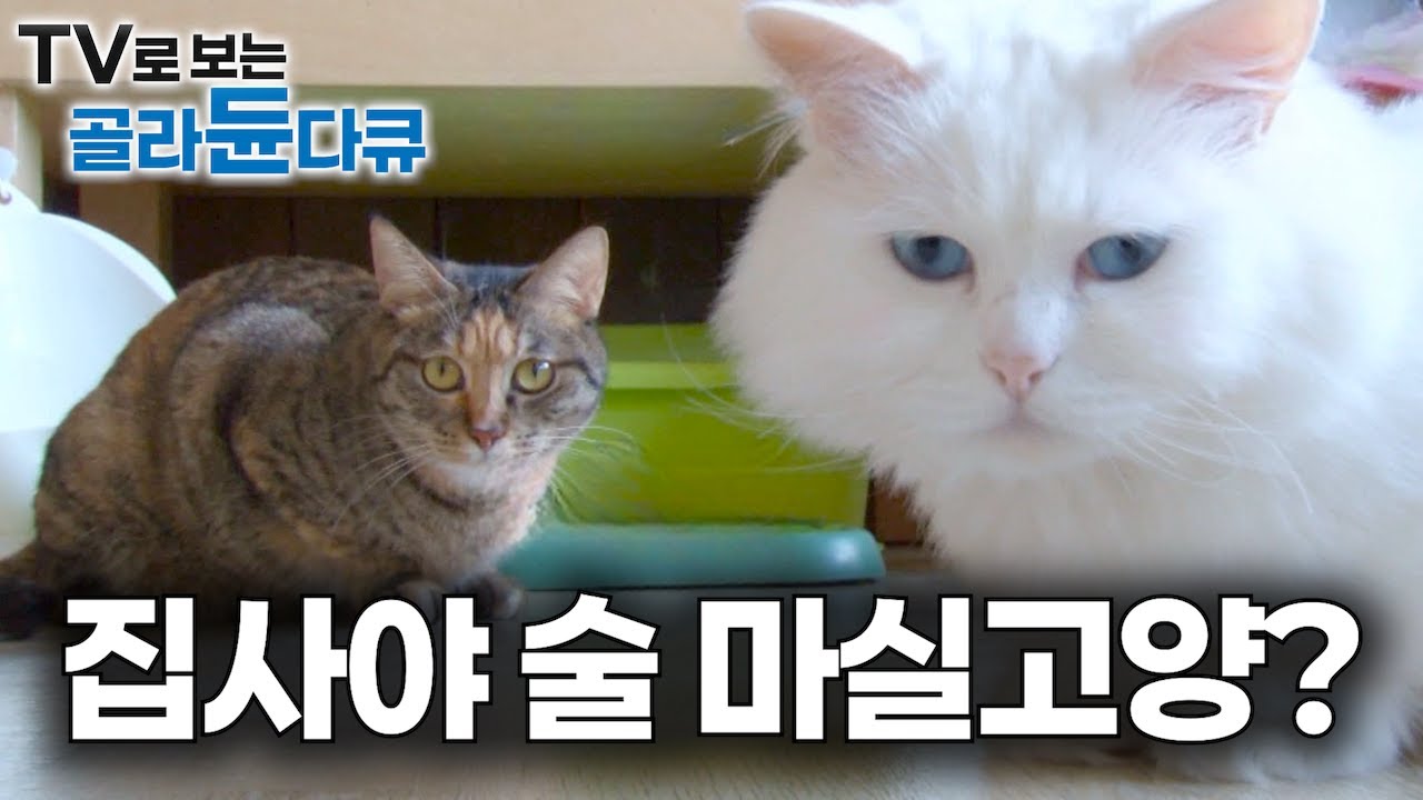 술로 허전함 달래던 쓸쓸한 인생에 22마리 고양이가 들어왔다｜고양이 싫어하던 내가 고양이 때문에 술 끊은 사연｜유기묘 간택 받은 집사 인생｜우리만 이런가｜#골라듄다큐