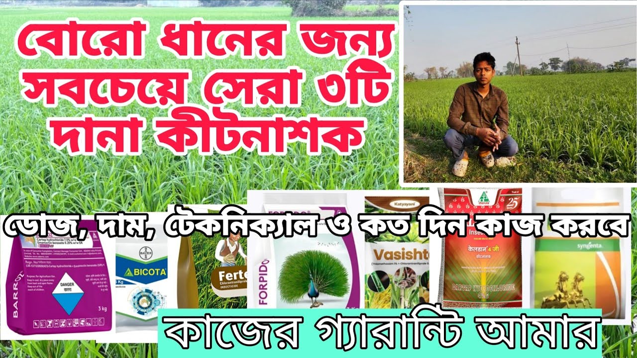 বোরো ধানে মাজরা দমনে সেরা তিনটি দানা কীটনাশক🔥 মাজরার সেরা 4G দানা কীটনাশক 