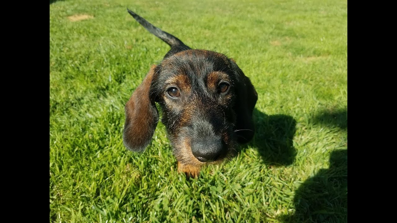 Frankie - 5 Month Old Miniature Dachshund - 4 Weeks Residential Dog Training