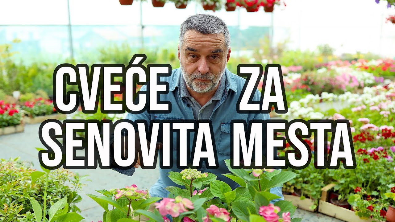 Cveće za senovita mesta