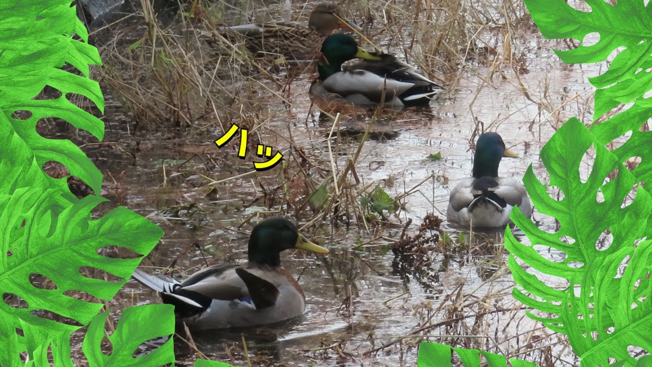 鳥さんたち、それぞれの朝 Finding peace in the tranquil morning of wild birds
