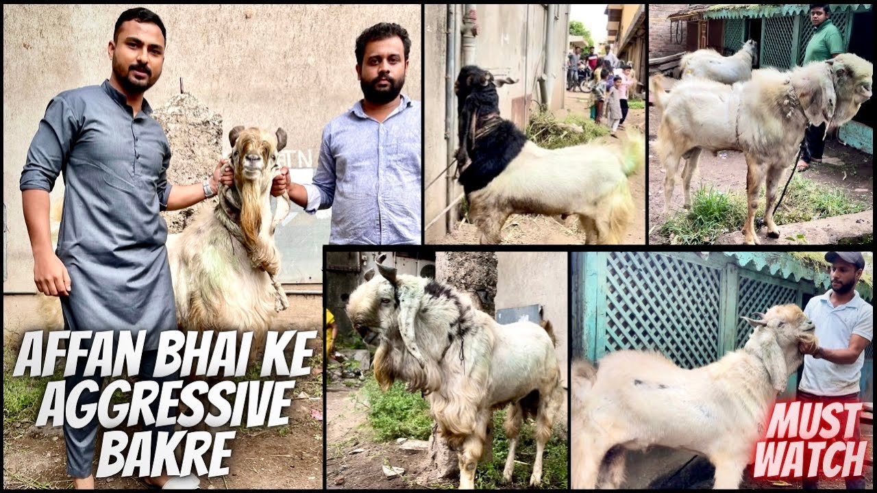 Affan Bhai ke mental😤😱 Andul Bakre…!!! | Mufiz Pathan