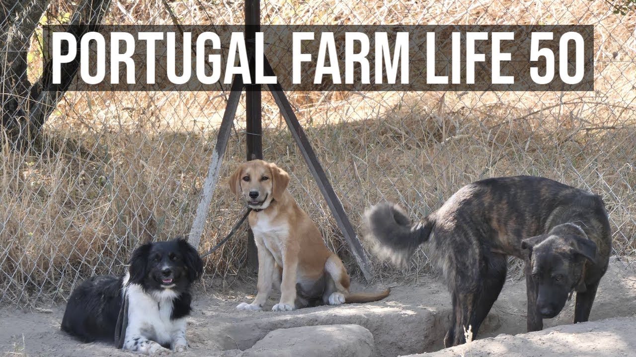 Malcata Animal Association - Dog Sanctuary Portugal, Penamacor
