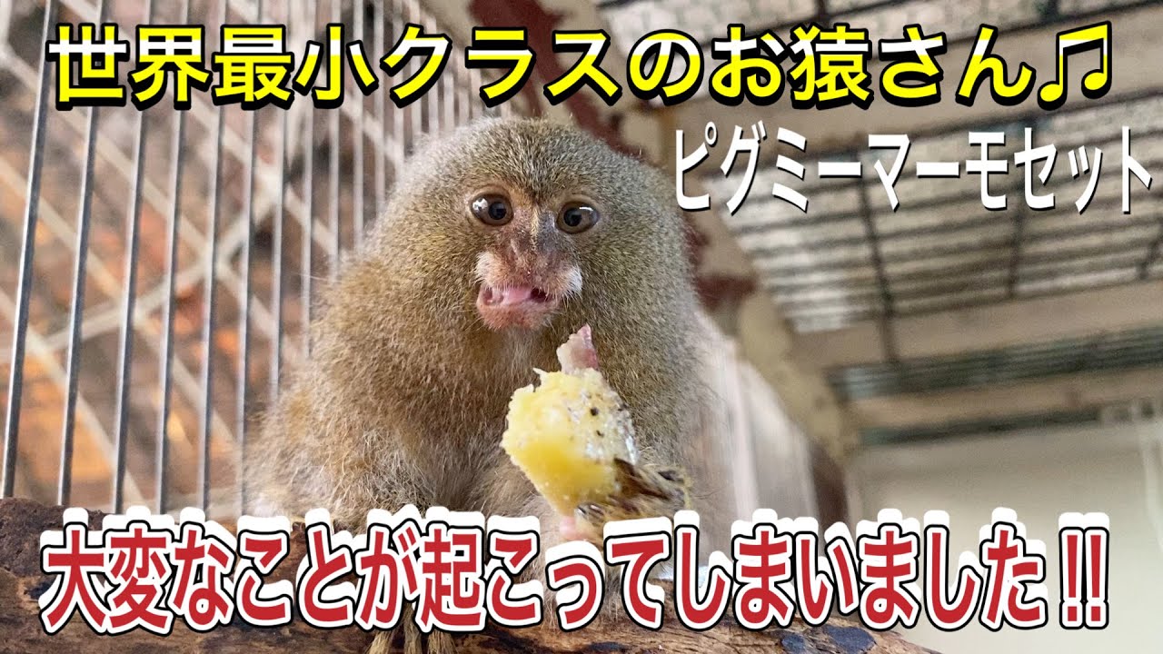 【ピグミーマーモセット】希少ザル！ピグミーマーモセットに大変なことが起こってしまいました！！ Something was happened to pygmy marmoset