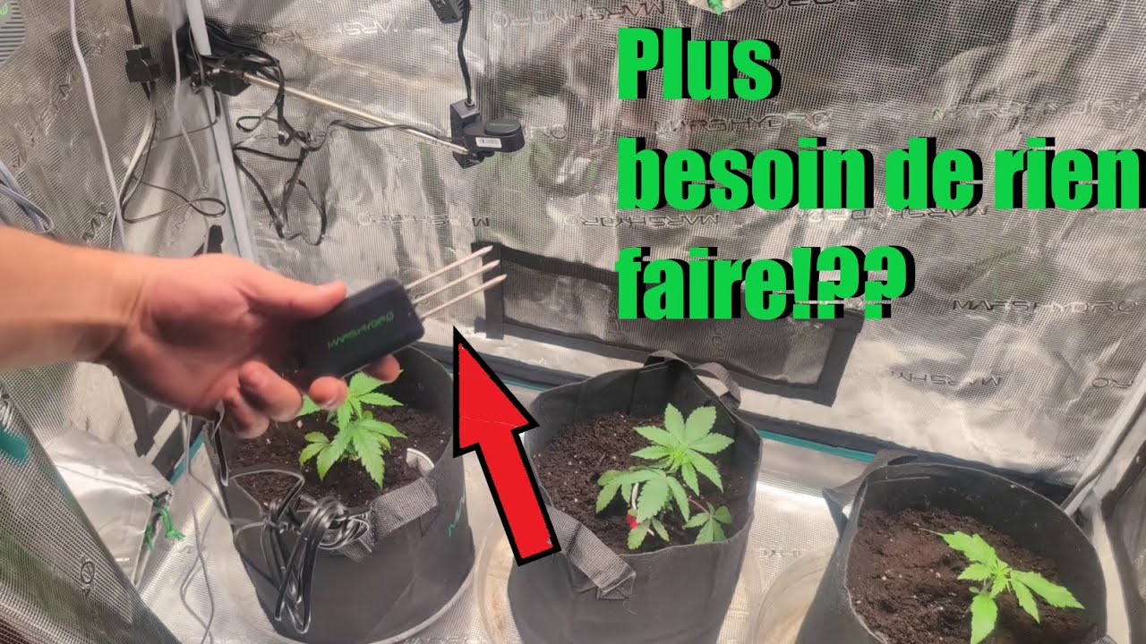 Tout savoir sur le transfert??!! le grow avance sous la sp3000 de marshydro !!
