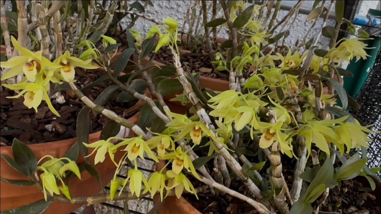 June 22, 2024拿來吃的鐵皮石斛，鐵皮石斛的種植與採摘 Growing Dendrobium officinale