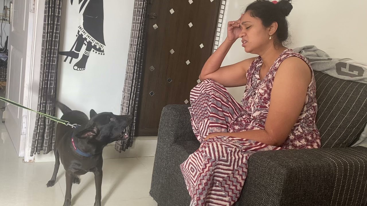 Dog arguing like human