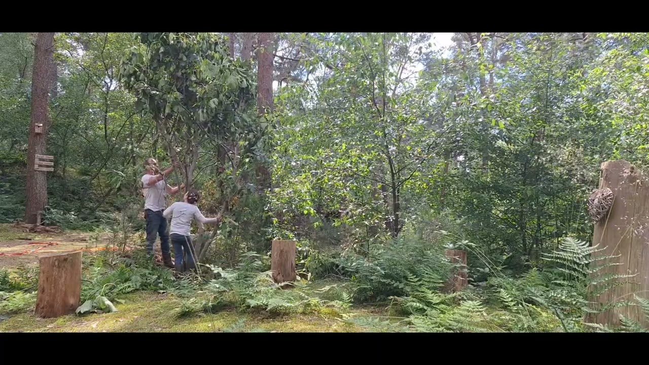 Vijgenboom planten in het bos.