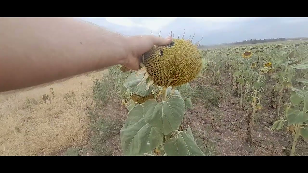 Стан🌻соняшника🌻Саксон🔥у спеку🔥без дощів