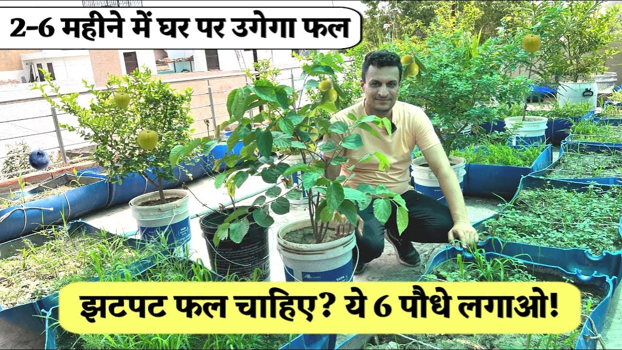 तेज़ी से बढ़ने वाले 6 FRUIT पौधे जो 6 महीने में दिखाएंगे कमाल, मैं झूठ नहीं बोलता खुद की आज़माई List