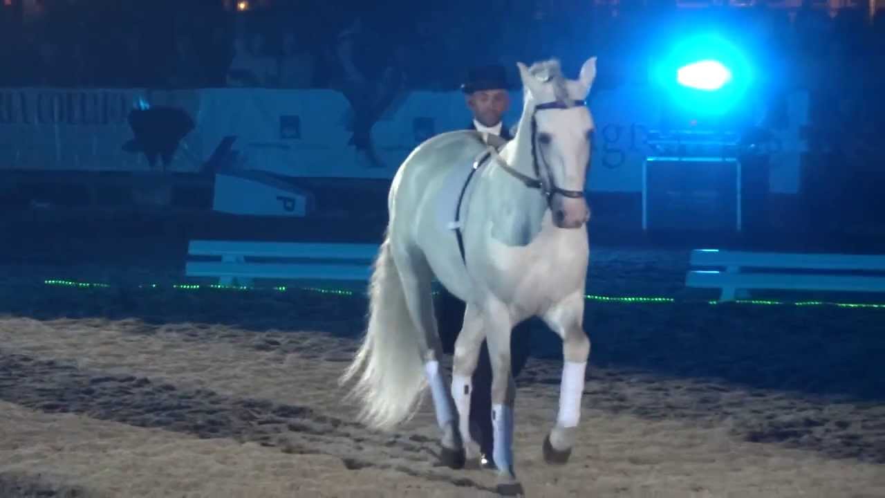 Golegã 2013 - Paulo Sérgio Perdigão - Longues rênes - Long reins