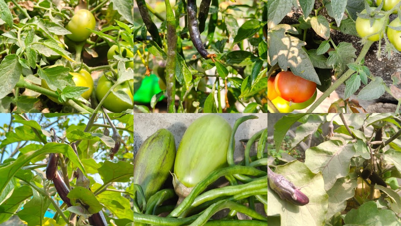 রমজানের প্রথম রোজাতে হারভেস্ট করলাম প্রচুর সবজি।#ছাদ বাগান