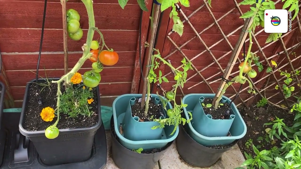 GIANT TREE TOMATO UP DATE. UK ALLOTMENT GROWING 2023