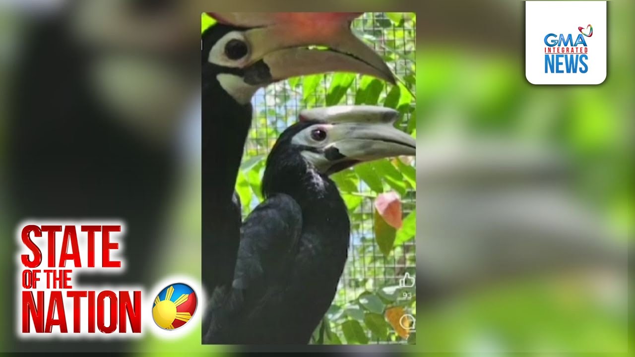 Captive breeding ng 2 Palawan Hornbill ng Katala Foundation Inc., tagumpay | SONA