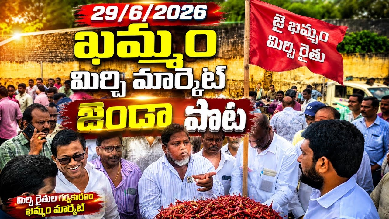 29/06/2026 khammam mirchi market numdi khammam mirchi market today #dharalu #mirchi#mirchiratetoday