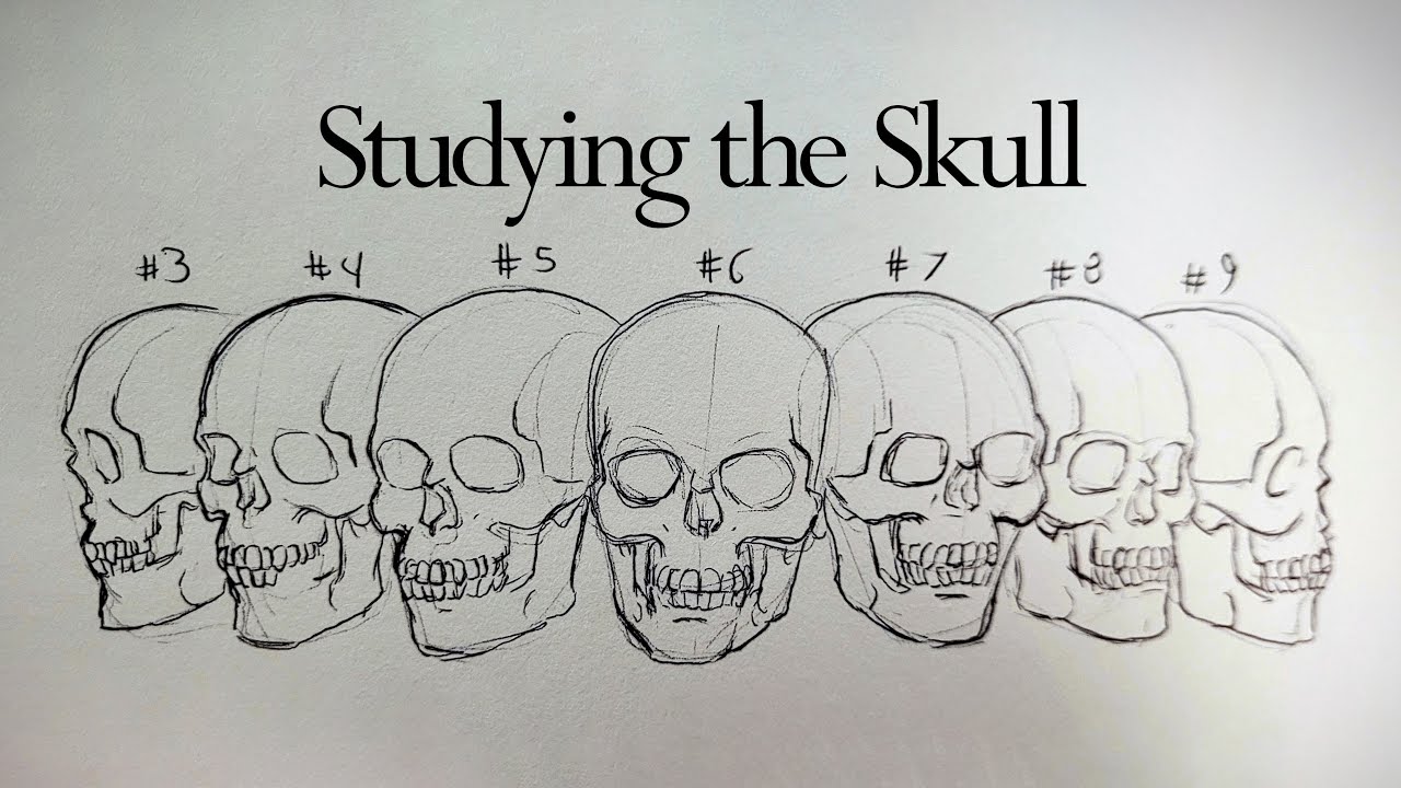 Free Class: Studying the Skull