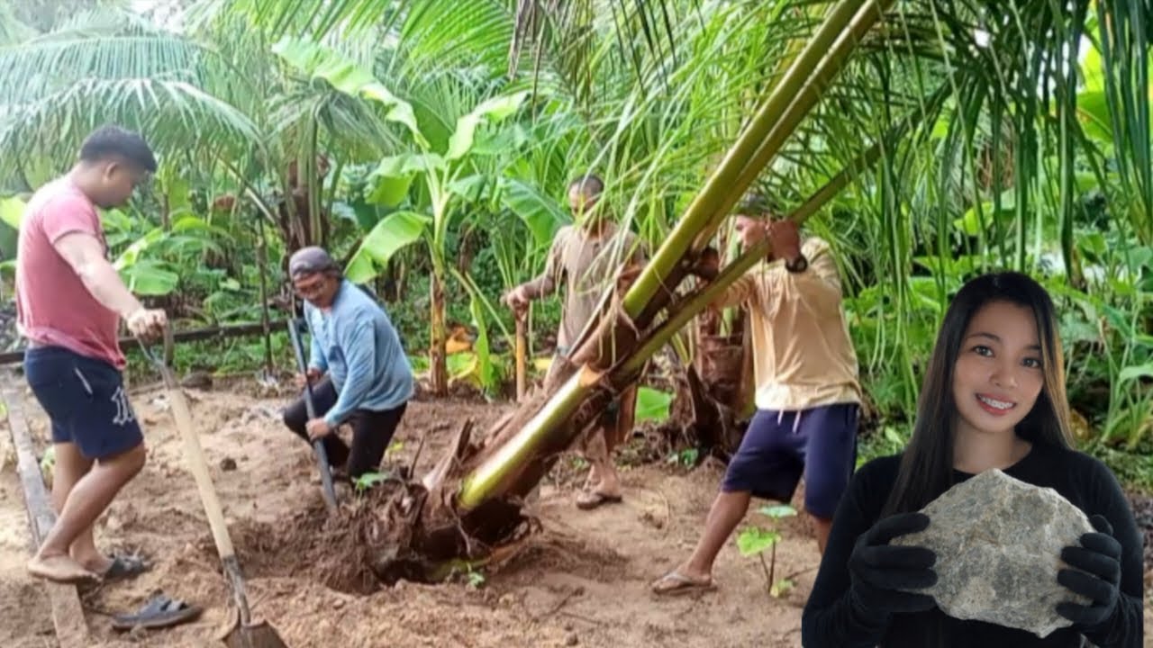 NAG HAKOT NG BATO AT NG UBOD NG NIYOG#buhayprobinsya #foryou #kristyl Ann vlog