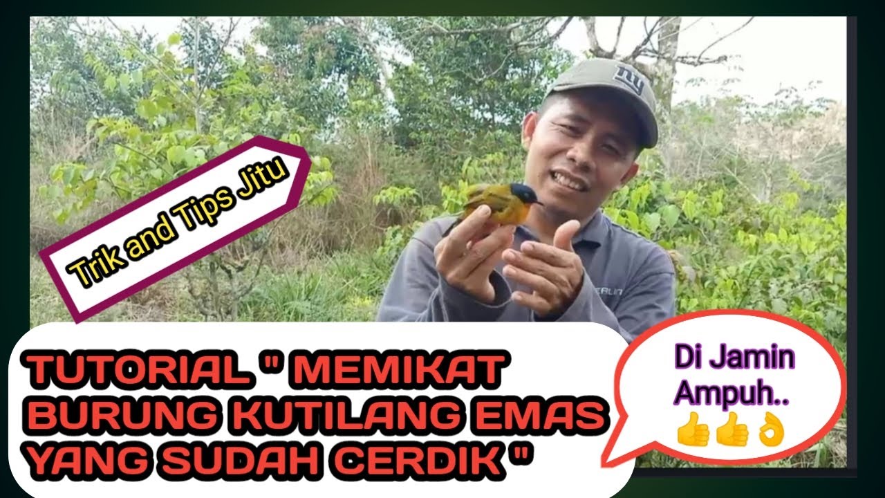 Tutorial jitu memikat Burung Kutilang Emas yang sudah cerdik