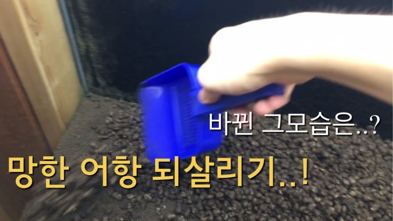 망한 구피어항 리셋후 되살리기[guppy aquarium reset]