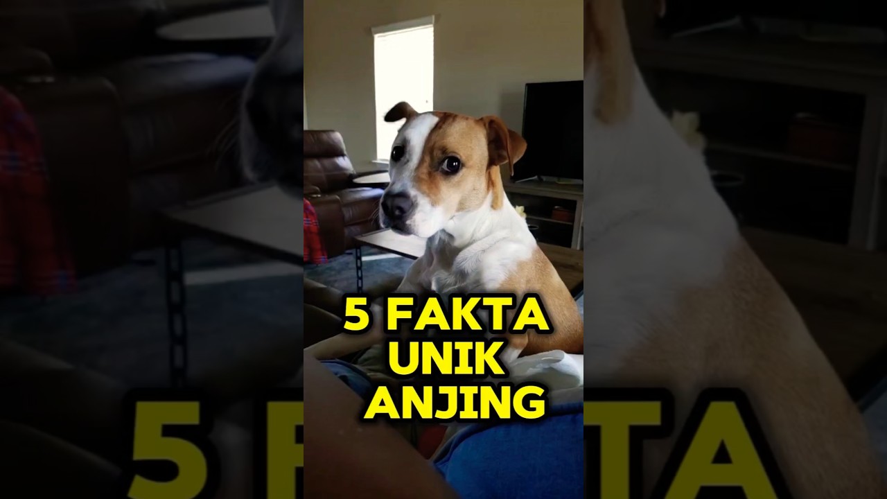 5 Fakta Unik Tentang Seekor Anjing