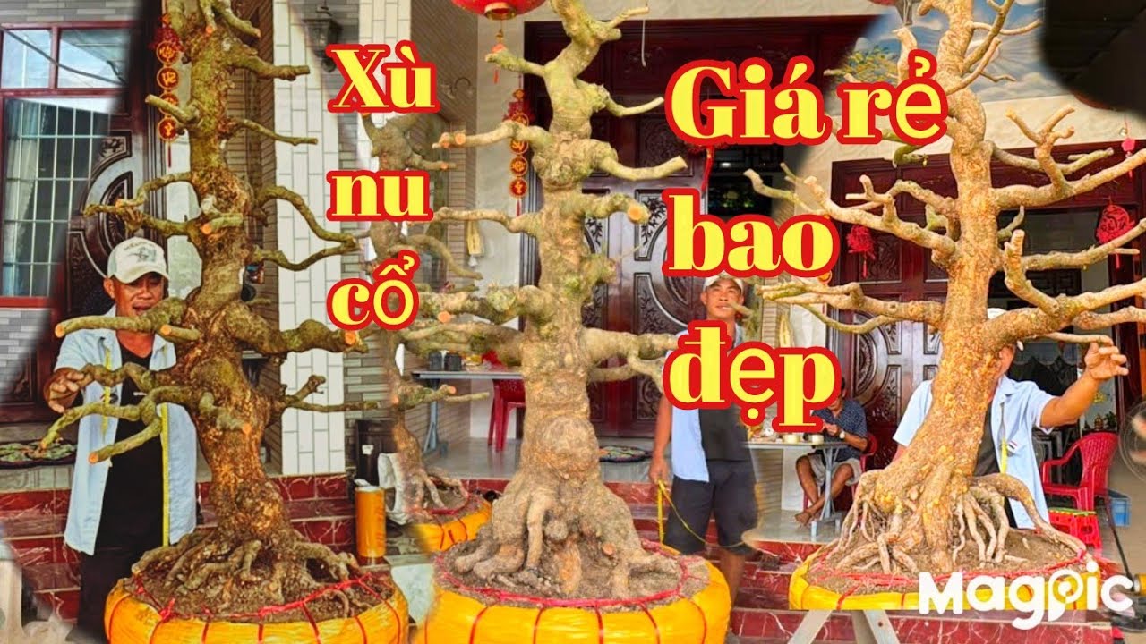 A Thành 👉 Zalo 0937763305💥 Gl Mai vàng nu xù cổ đẹp v giá rẻ tại ĐT.