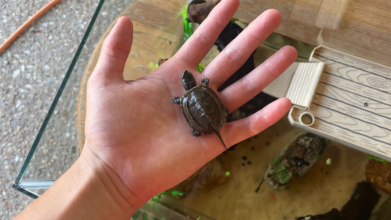 New Chinese Reeves Turtle!!🐢