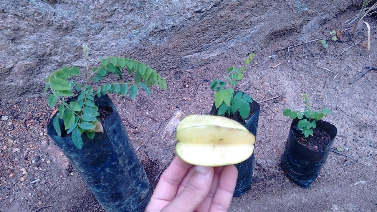 Como plantar carambola