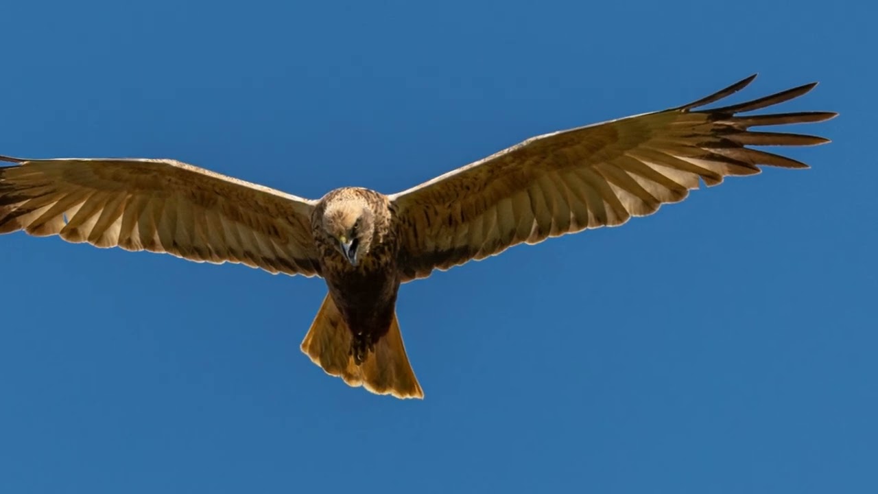 Les 10 oiseaux les plus rapides