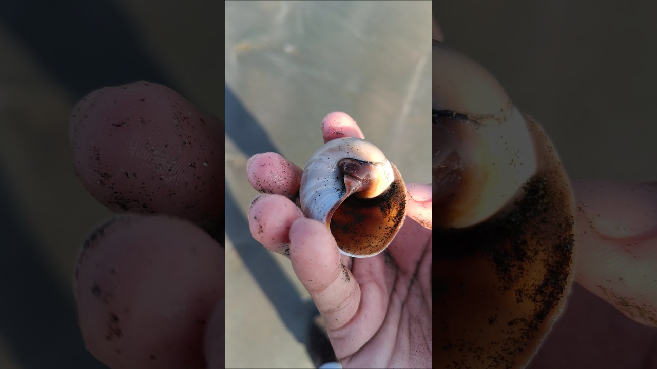 Moon snail seashell at the shore #seashell #collectingseashells #snailshell #shortsfeed