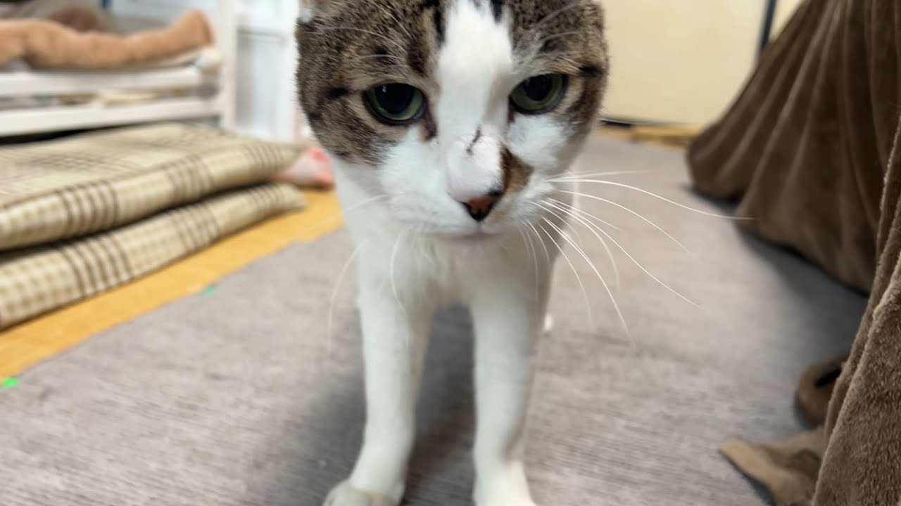 まーくんだってまだまだ遊ぶよ！俊敏な動きが面白いwww