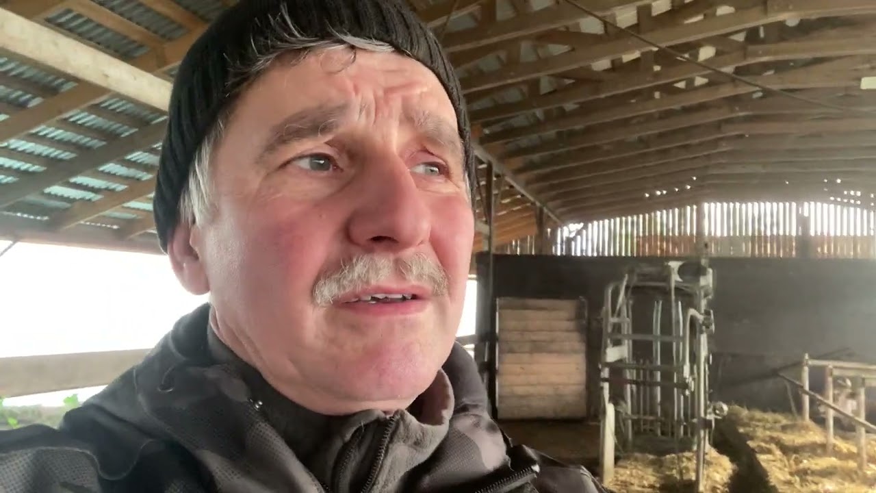 Ушиб вымени (кровь в молоке)