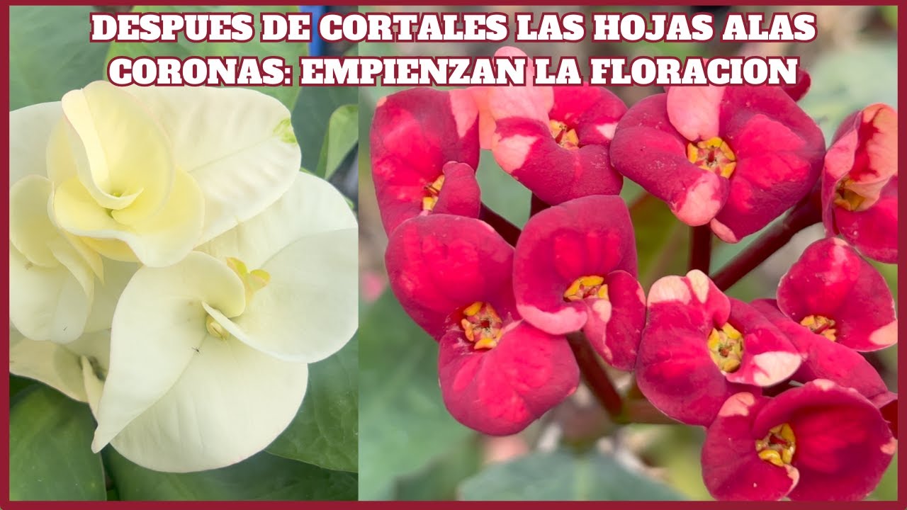 DESPUES DE CORTALES LAS HOJAS ALAS CORONAS: EMPIENZAN LA FLORACION