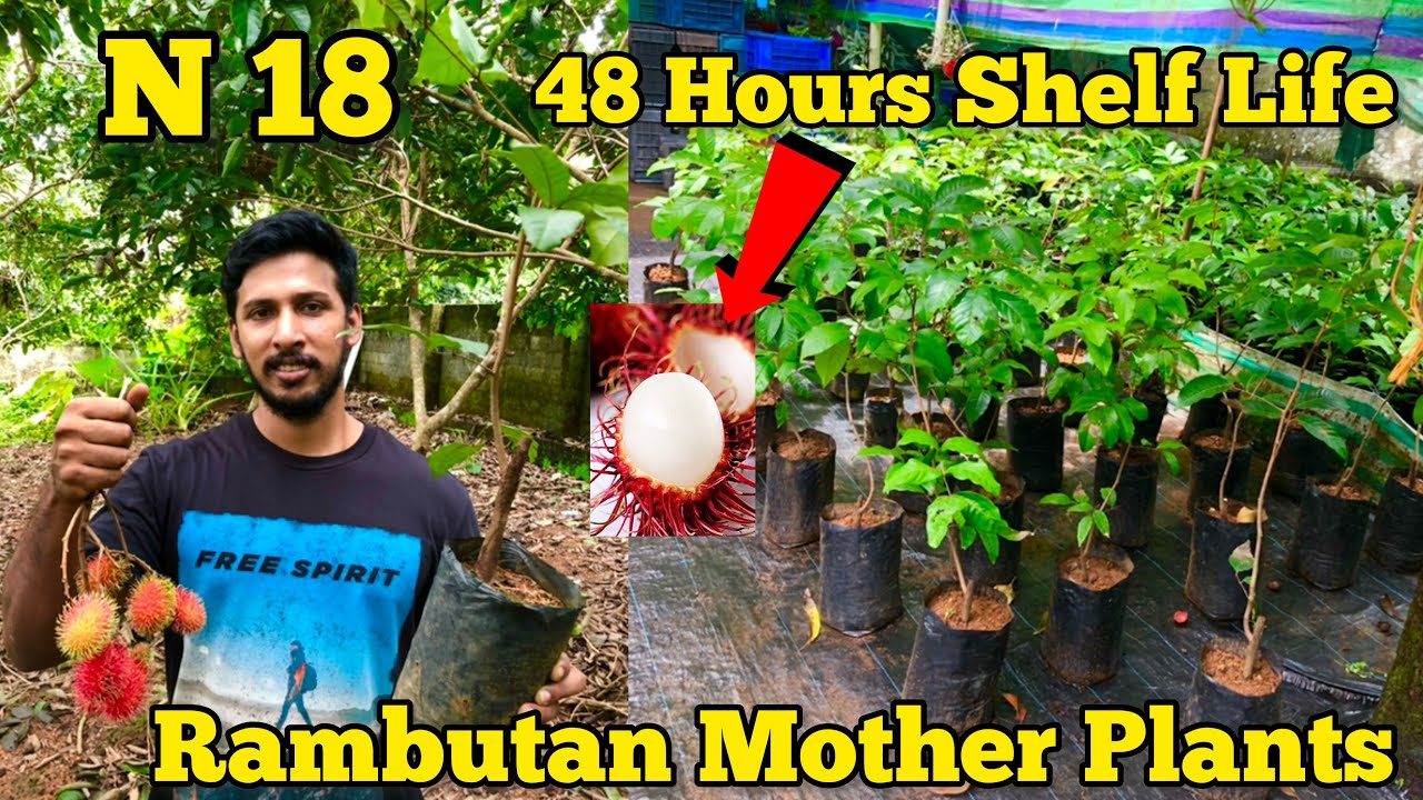 Rambutan Mother Plants|Rambutan N 18|Rambutan 48 Hours Shelf Life|Red Rambutan|Yellow Rambutan