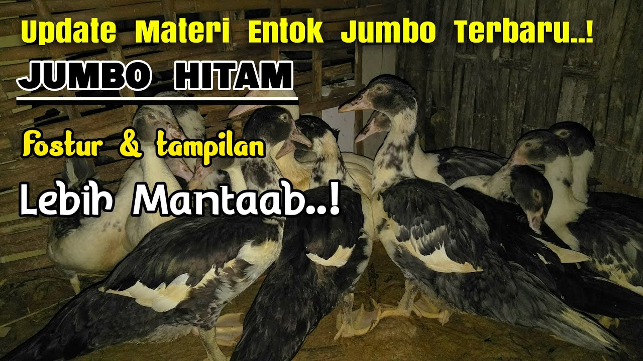Jumbo Hitam,  Fostur Besar dan Mantab..!  Materi Entok Jumbo Terbaru