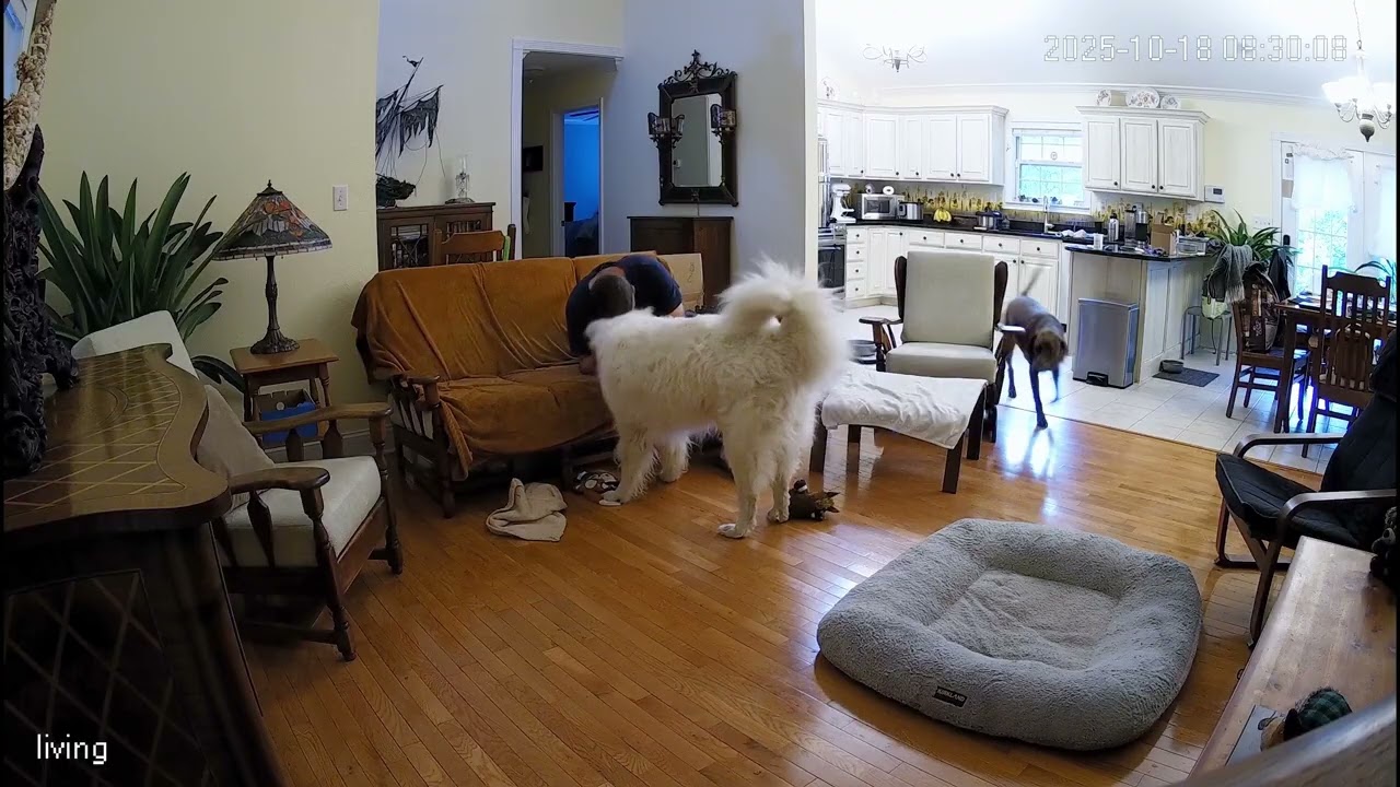 A typical morning greeting from my dogs.....