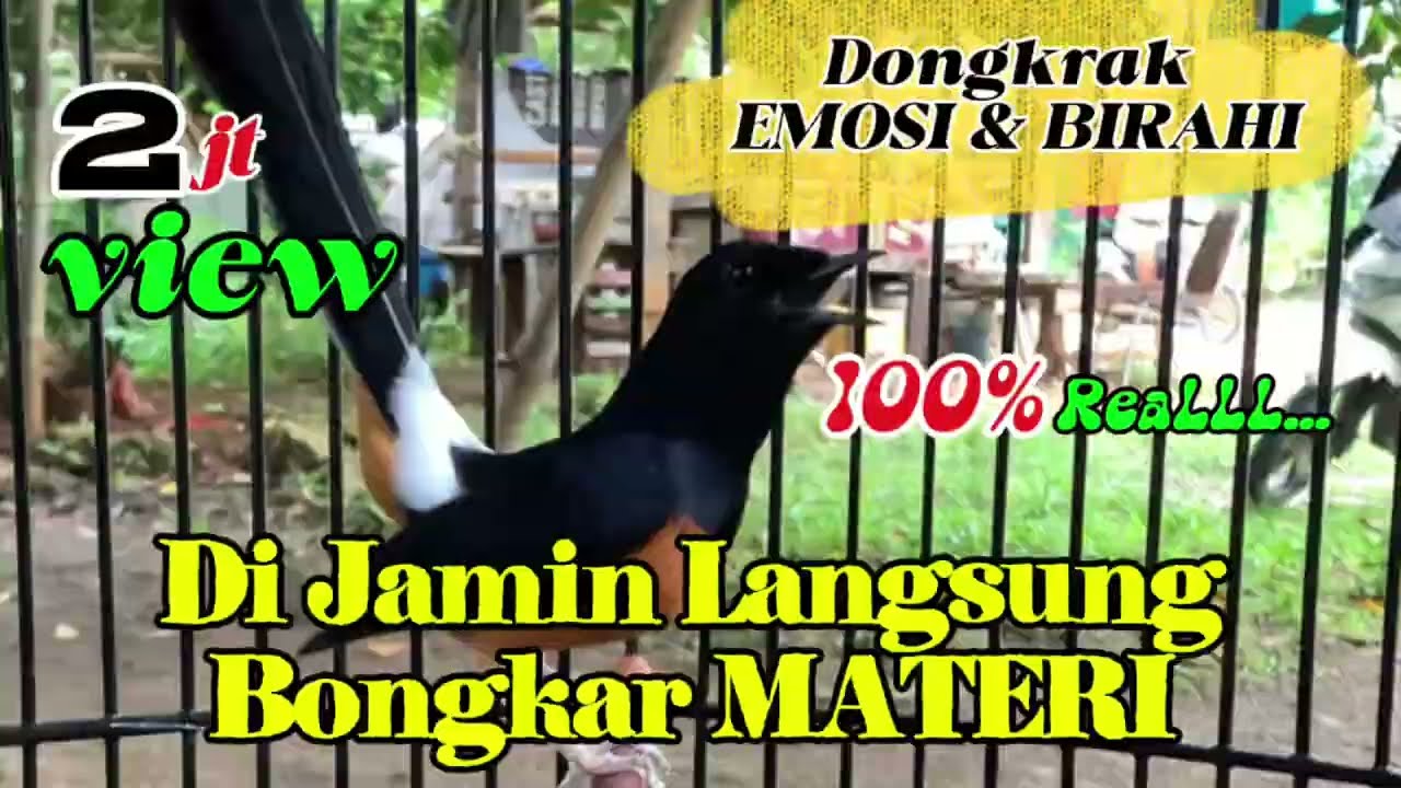 PANCINGAN DONGKRAK EMOSI dan BIRAHI di GANTANGAN Reall 100% Langsung BONGKAR dan Koar-Koar