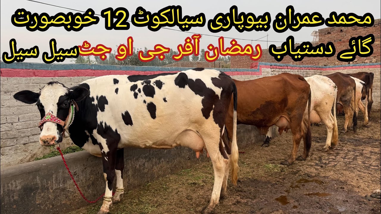 محمد عمران بیوپاری سیالکوٹ 12 خوبصورت گائے دستیاب تاریخ 07/03/2026 Apna Punjab