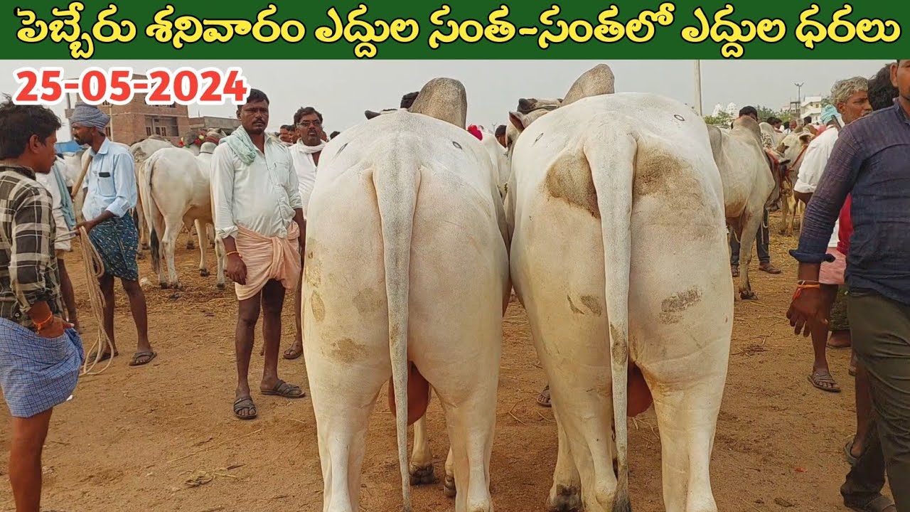 పెబ్బేరు శనివారం ఎద్దుల సంత | Pebbair Saturday Bulls market | Oxen prices | 25-05-2024 ‎@purnafarms 