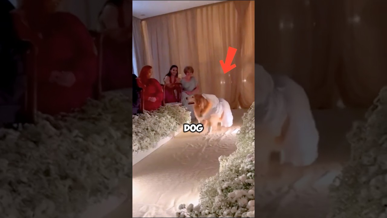 A cute dog the groom’s beloved pet || 