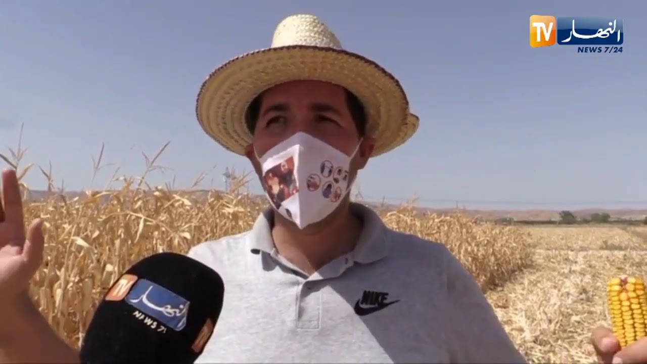 غليزان : شاب ينجح في زراعة الذرة الموجهة للأعلاف بتقنيات مقتصدة للمياه