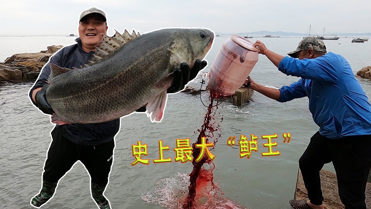 20头猪的150斤猪血打窝500平巨坑，擒获赶海20年以来最大“鲈王”