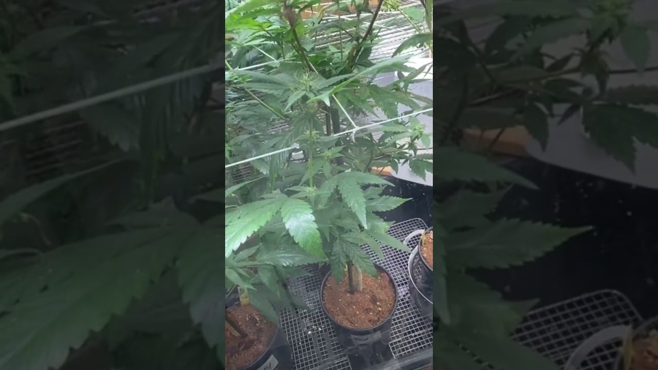 Pollinating Cannabis in the chamber. (Short)