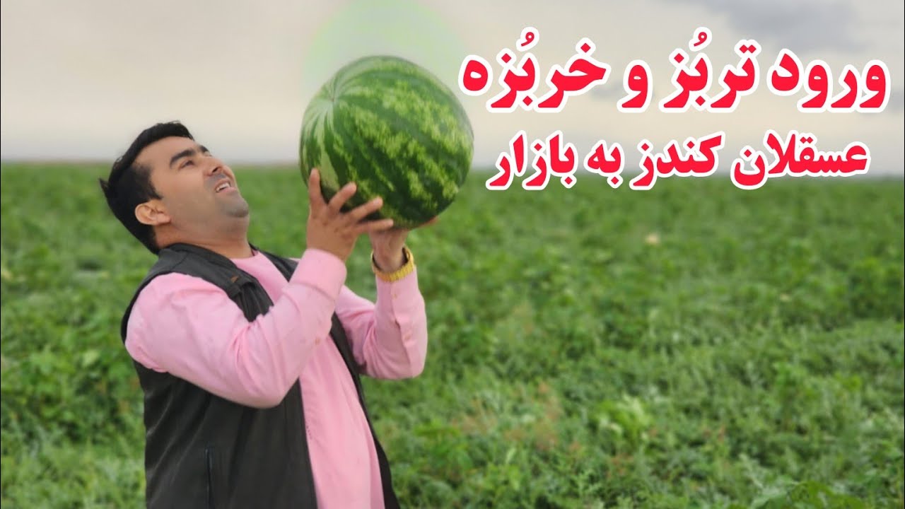 ورود تربُز و خربُزه عسقلان کندز به بازار | نخستین خربُزه و تربُز شیرین عسقلان را نوش جان کردیم