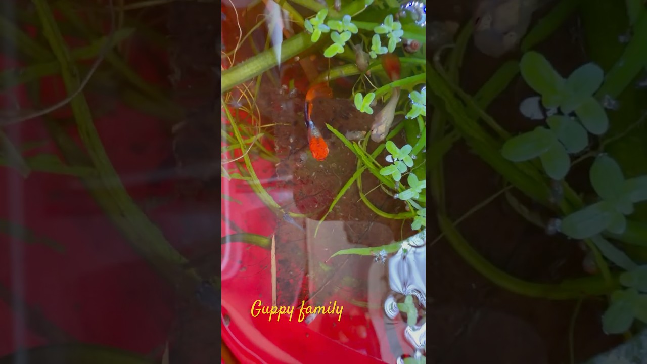 Guppy Family  #nature