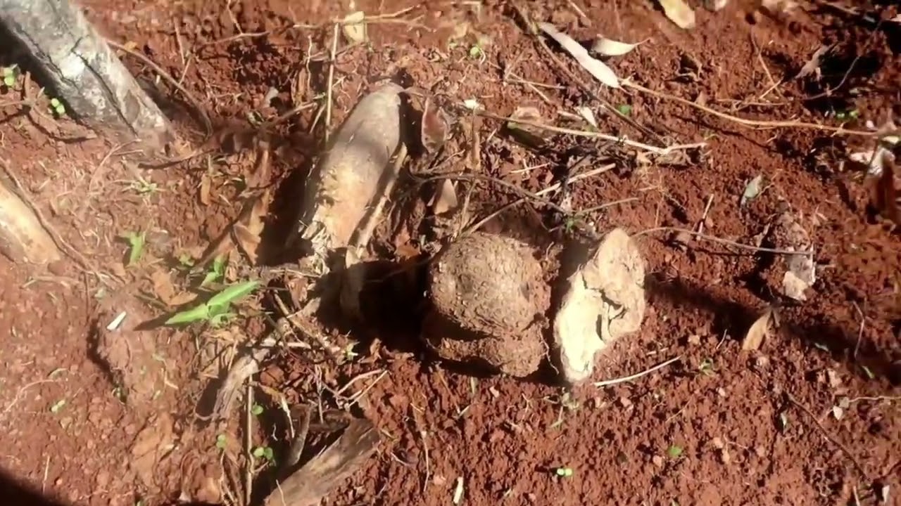 How to Plant Yam in Jamaica, setting up Yam sticks with farmer Glenroy Miller
