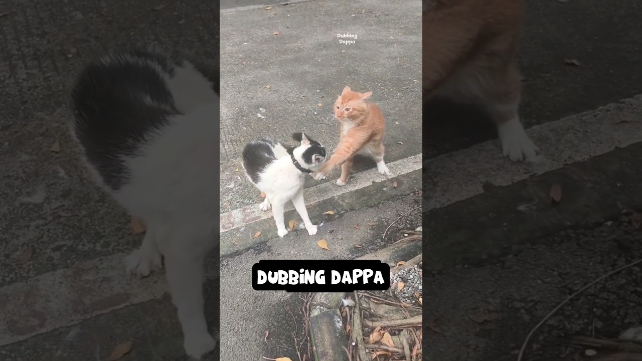Orange Cat 🤣 #funny #cat #shorts #dog #shortsfeed #animals #dubbingdappa #catvideos #pets #comedy