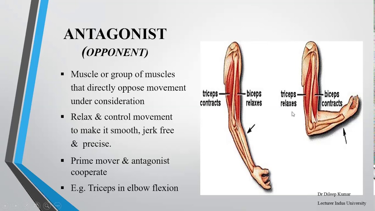 Kinesiology || series || Agonists| Antagonists || Synergists|| Urdu || Dr  Dileep Kumar || CMT