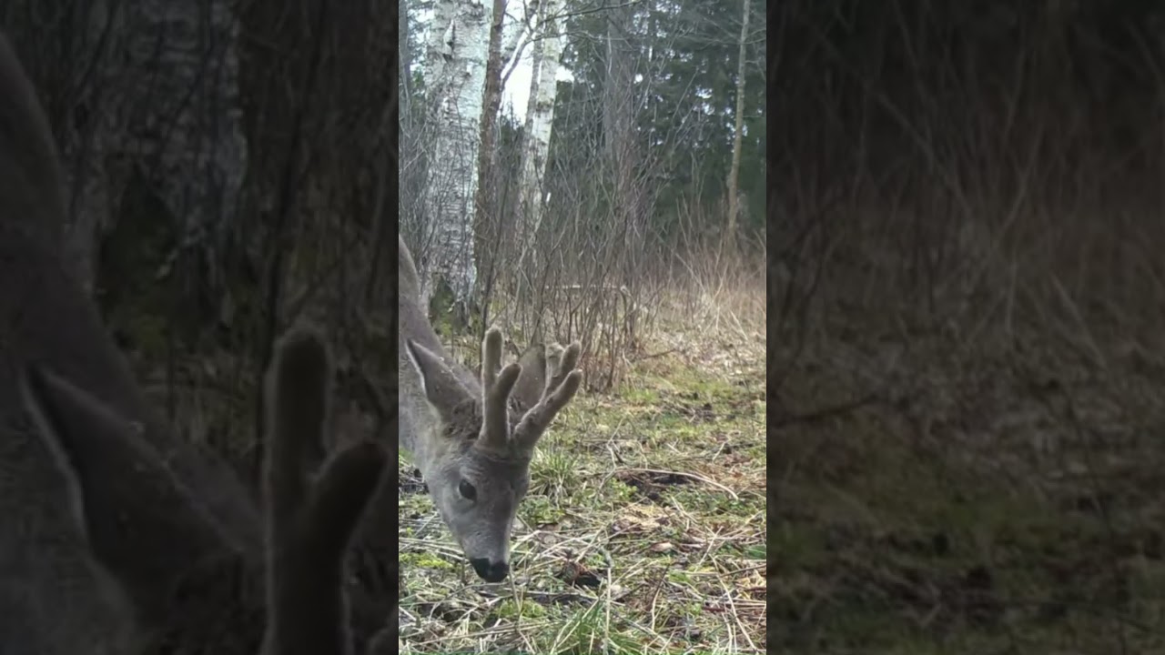 Pasący się  kozioł sarny. | A grazing male Roe Deer